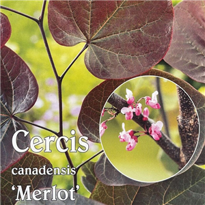 Cercis Canadensis 'Merlot'
